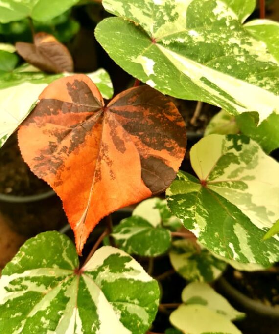 Tiliaceus Tricolor by 3OUD