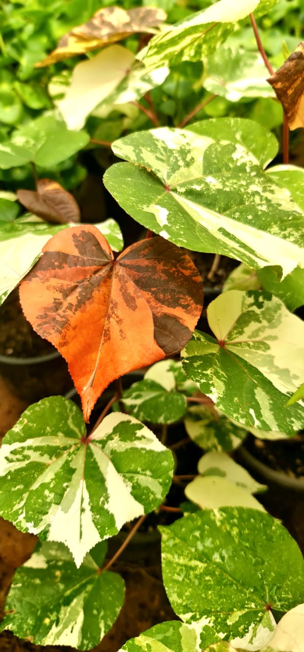 Tiliaceus Tricolor by 3OUD