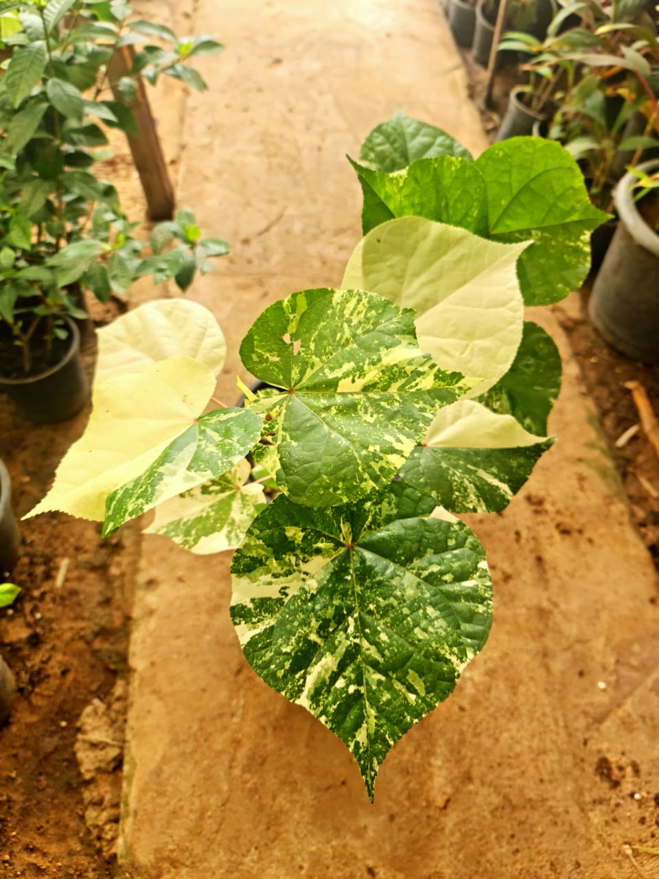 Tiliaceus Tricolor - Image 2