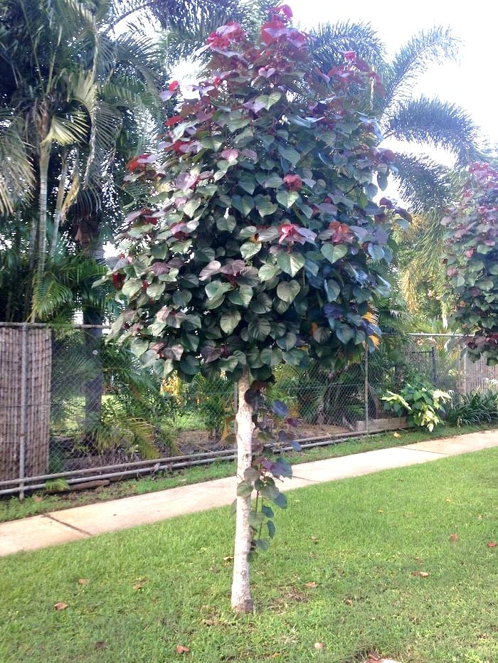 Tiliaceus Tricolor - Image 3