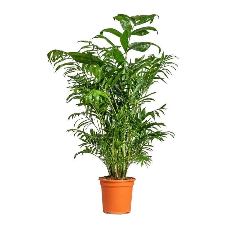 Bamboo palm (M)