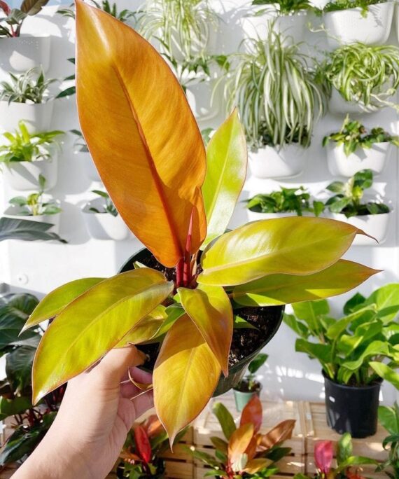 Prince of Orange by 3OUD