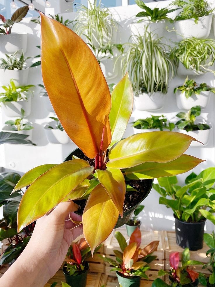 Prince of Orange by 3OUD