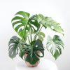 Monstera Deliciosa by 3OUD