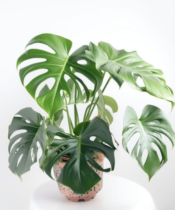 Monstera Deliciosa by 3OUD