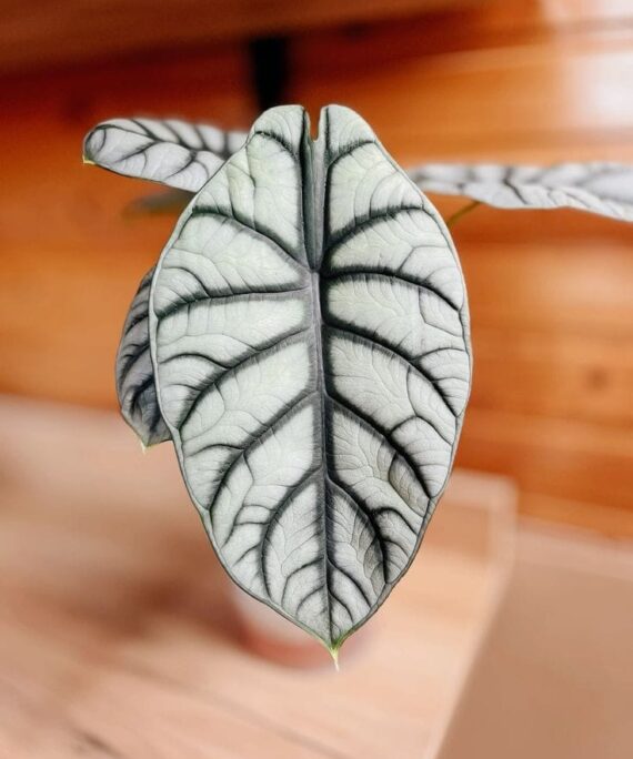 Silver Dragon Alocasia by 3OUD