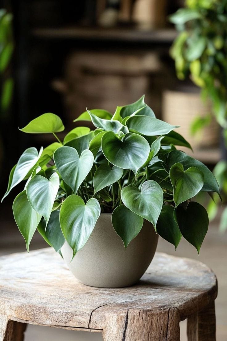 heartleaf philodendron by 3oud