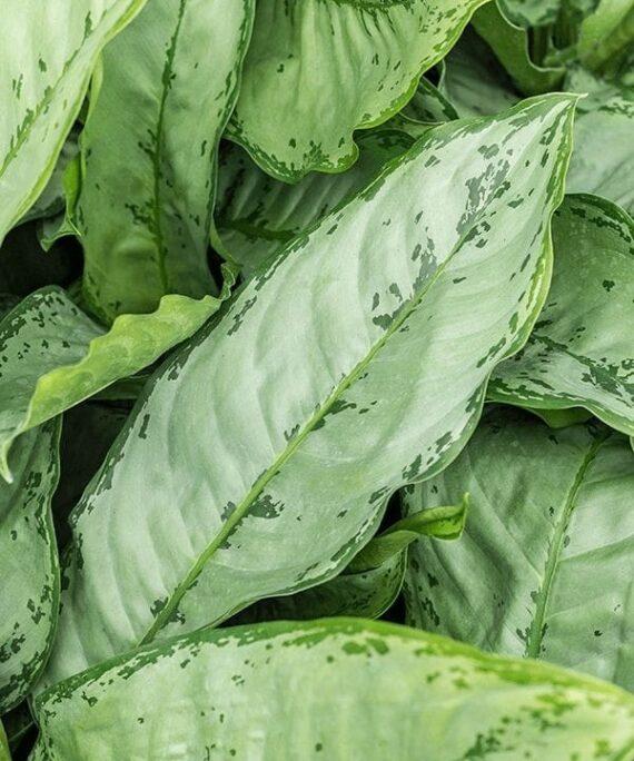 Aglaonema Freeman BY 3OUD