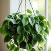 heartleaf philodendron by 3oud