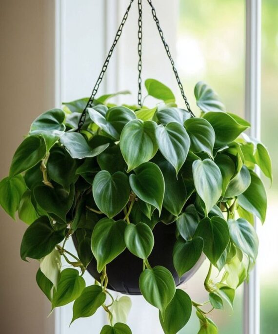 heartleaf philodendron by 3oud