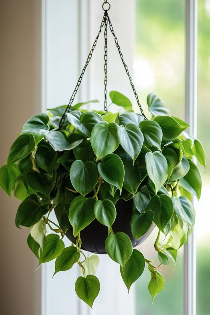 heartleaf philodendron by 3oud