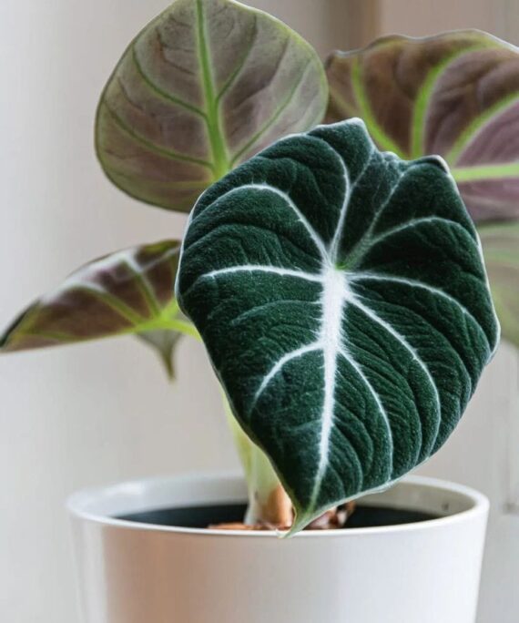 Alocasia Black Velvet by 3OUD
