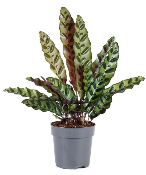 CALATHEA RATTLESNAKE BY 3OUD