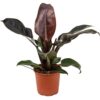 imperial red philodendron by 3oud