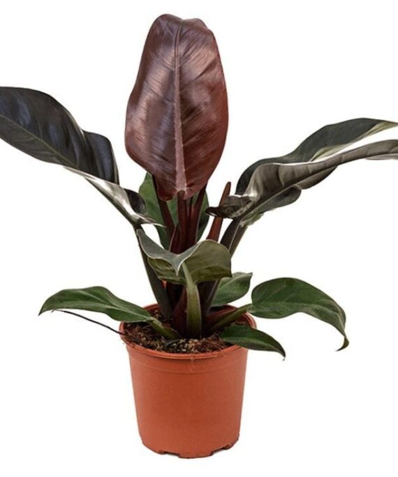 imperial red philodendron by 3oud