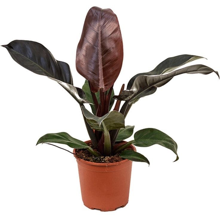 imperial red philodendron by 3oud