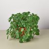 pilea by 3OUD