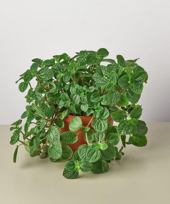 pilea by 3OUD