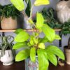 Malay Gold Philodendron by 3OUD