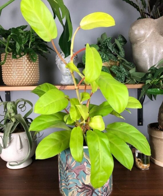 Malay Gold Philodendron by 3OUD