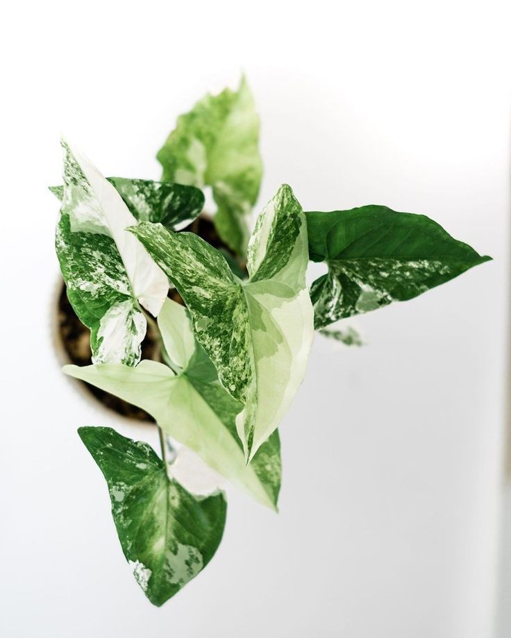 Syngonium Albo - Image 3