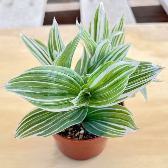 Tradescantia QuickSilver by 3OUD