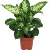 Dieffenbachia Compacta by 3OUD