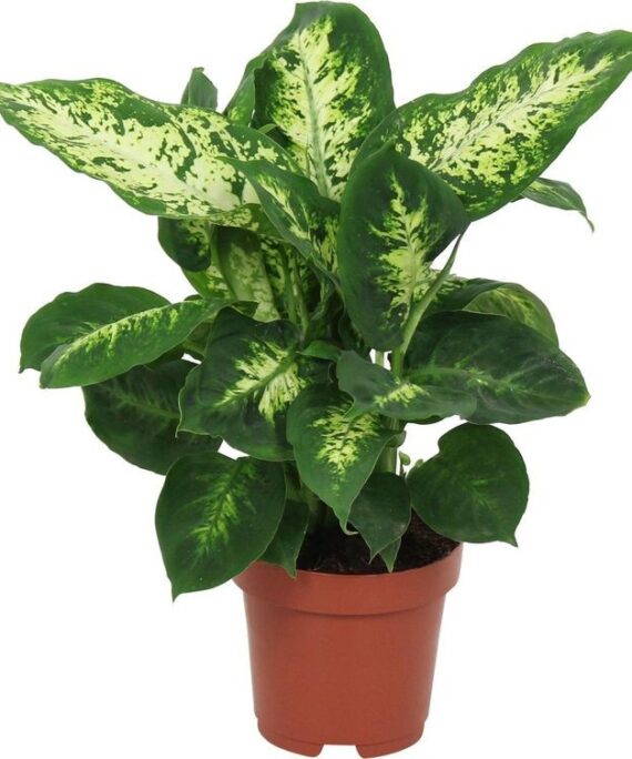 Dieffenbachia Compacta by 3OUD