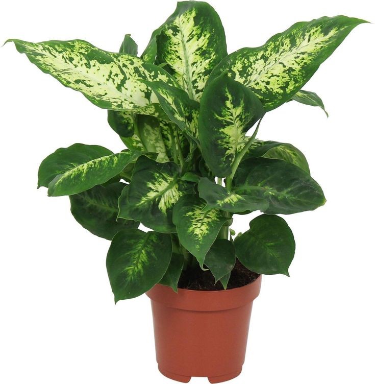 Dieffenbachia Compacta by 3OUD