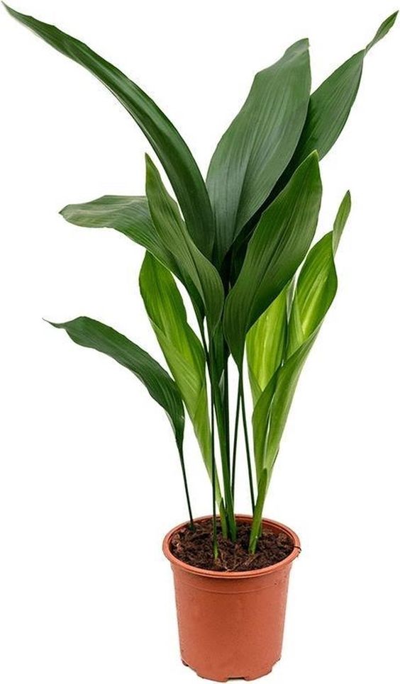 Cast Iron Plant by 3OUD