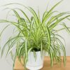 Spider plant by 3OUD