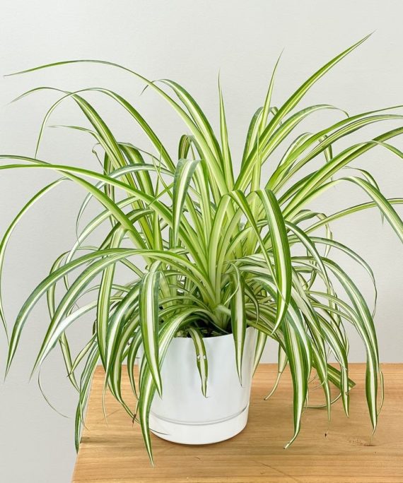 Spider plant by 3OUD