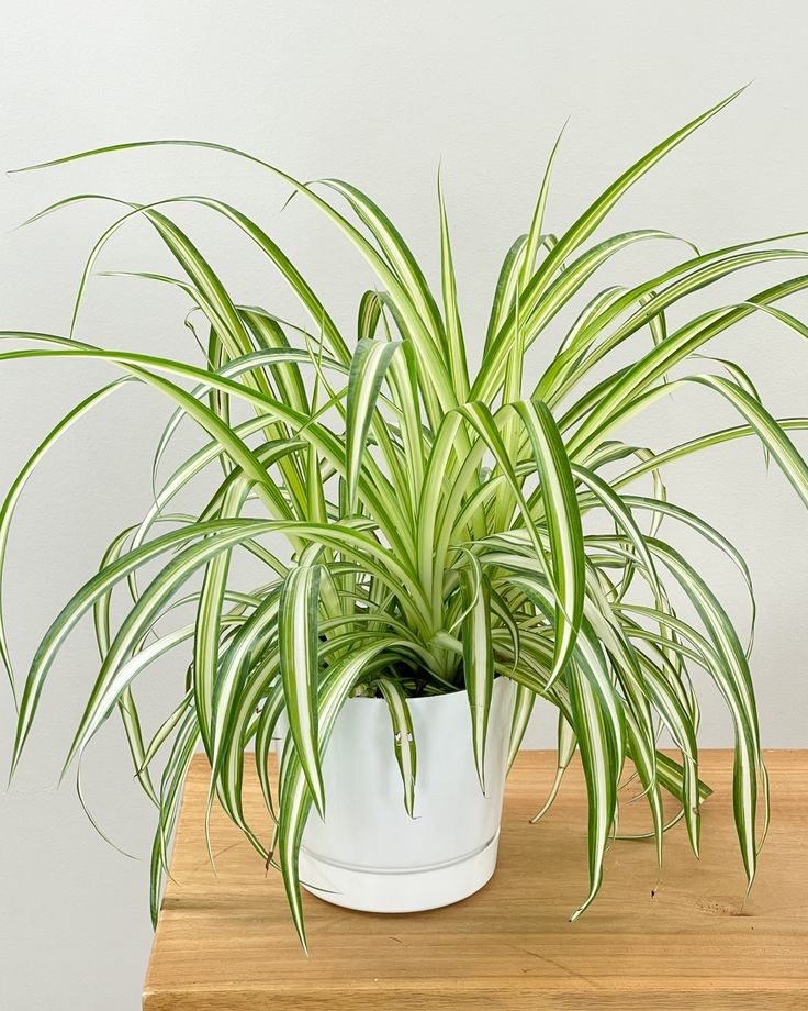 Spider plant by 3OUD