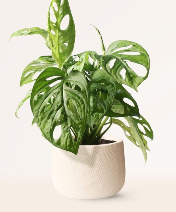 Monstera Adansonii