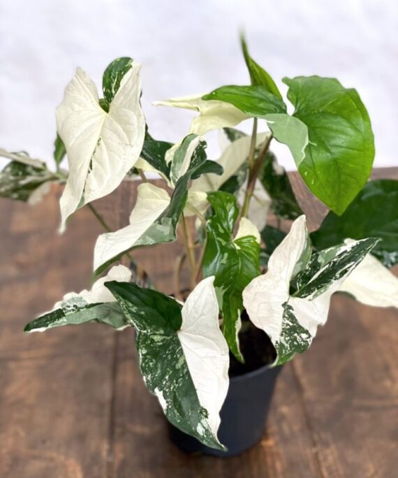 Syngonium Albo by 3OUD