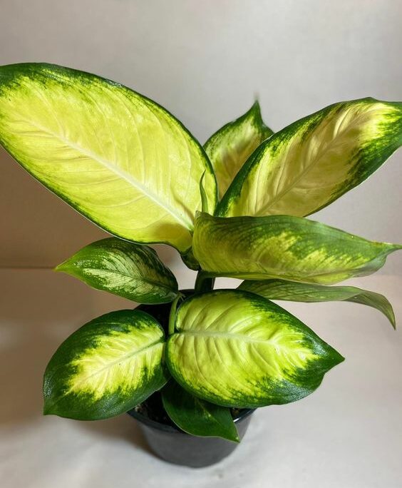 Dieffenbachia Camille by 3OUD