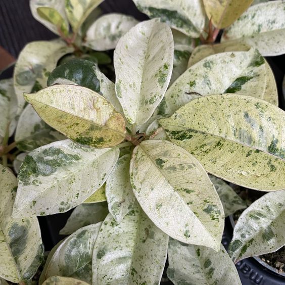 Elastica Shivereana - Image 2