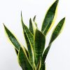 Snake Plant by 3OUD
