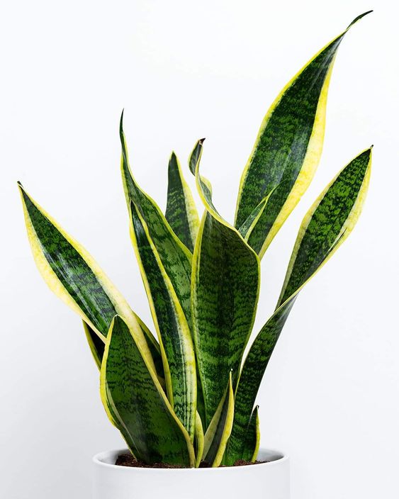 Snake Plant by 3OUD