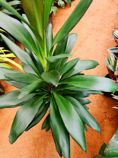 Cordyline Glauca - Image 2