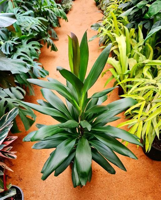 Cordyline Glauca by 3OUD