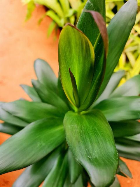 Cordyline Glauca - Image 3