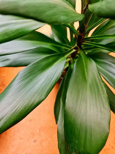 Cordyline Glauca - Image 4