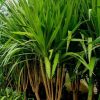 Dracaena Santarosa by 3OUD