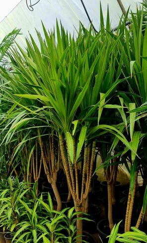 Dracaena Santarosa by 3OUD