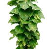 giant golden pothos by 3OUD
