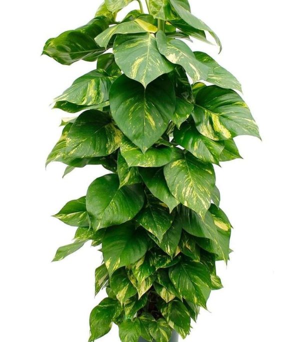 giant golden pothos by 3OUD