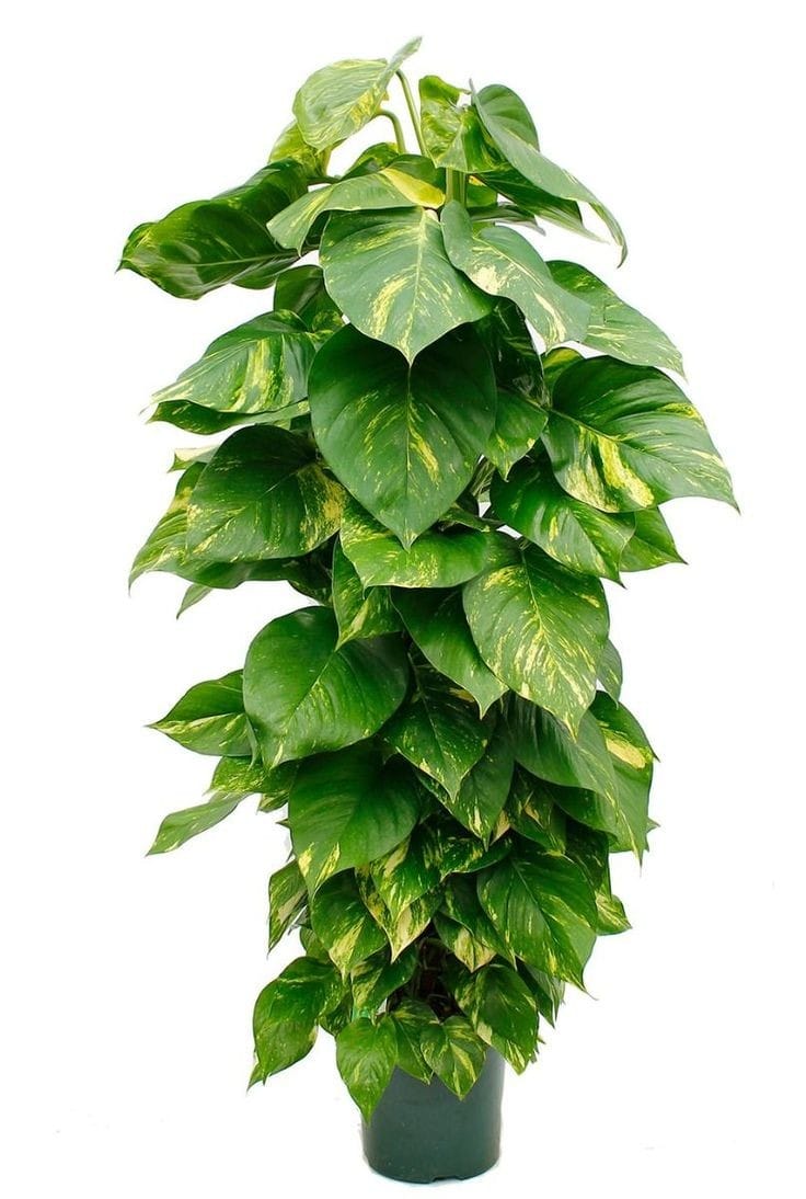 giant golden pothos by 3OUD