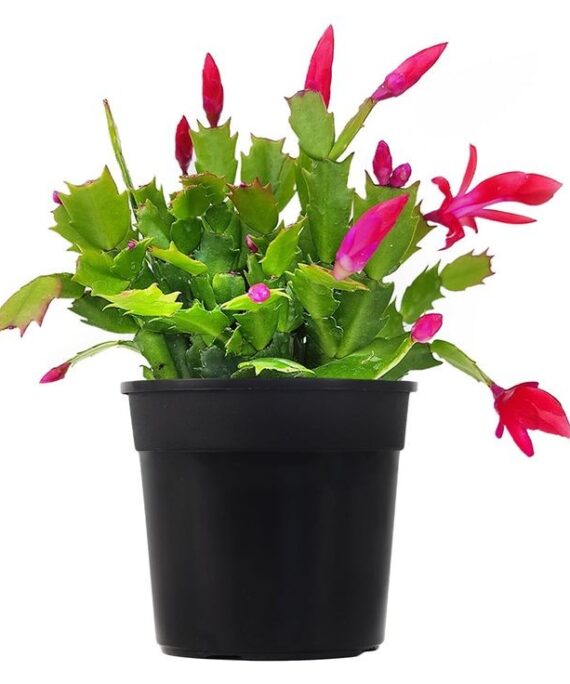 Christmas Cactus by 3OUD