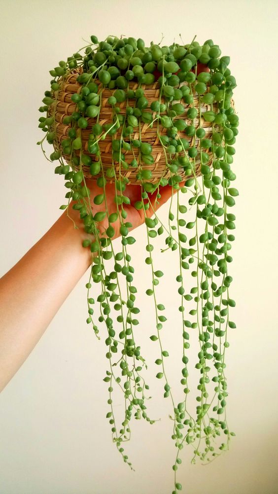 string of pearls by 3OUD